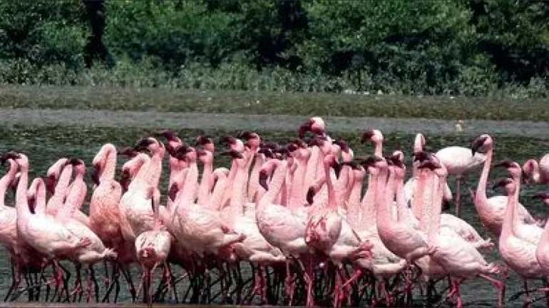 Flamingo Lake in Navi Mumbai Restored; Migratory Birds Make a Grand Return
