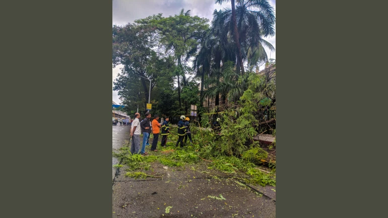 BMC To Inspect 1000 Trees In 8 Days Amid Rising Heatwave Concern