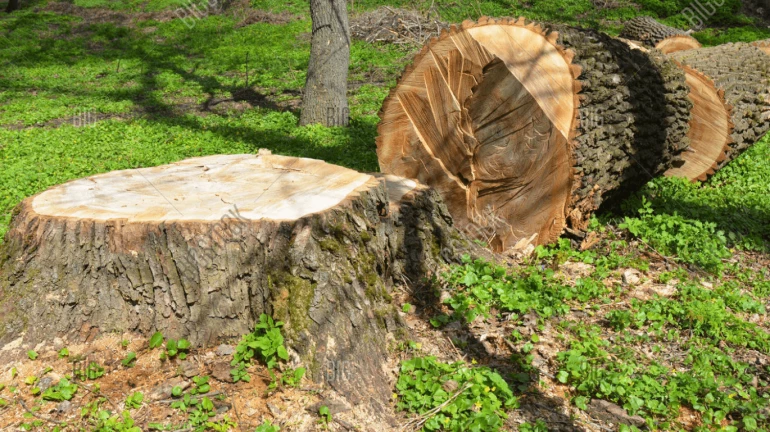 Mumbai Metro 9 Project: Public Outcry Over Cutting 10,000 Trees in Bhayandar